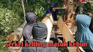 Di belah dan serkel keliling masuk kebun mengergaji kayu sengon