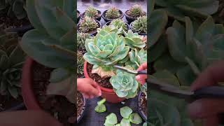 Useful tips for succulents 🪴 #suculentas #다육이들 #多肉植物 #garden #Shorts