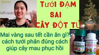 Nên Tưới phân gì? Mai vàng cần ăn gì vào đầu tháng 2 âm lịch?? Để mai sung khỏe??????!