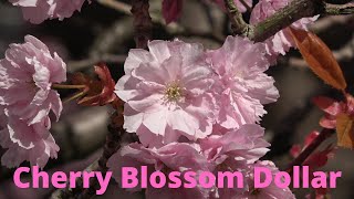 Cherry Blossom Dollar Scotland