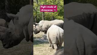 Funny prank video on wild animals #prank #funny #funnyanimals #rhinos #prankencounters #sillyness