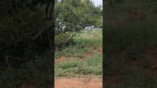 Lion on a Kill in Kruger National Park