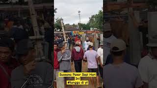 Bahan Jantan dan Babon Paling Di Buru Hari Ini