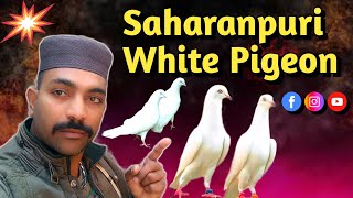 Saharanpuri White Kabootar Ane Wale Hein Kal | Saharanpuri Kabootar For Sale | All India Delivery