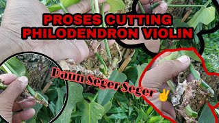 PROSES CUTTTING PHILODENDRON VIOLIN