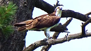 Huge Osprey Couldn’t Hunt that Day