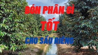 BÓN PHÂN GÌ TỐT CHO SẦU RIÊNG VÀO MÙA MƯA