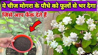 मोगरा का पौधा फूलों और कलियों से भर जाएगा | Jasmine Flower | Arabian Jasmine