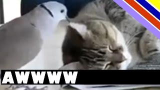 Dove annoys slumbering cat