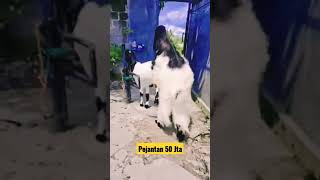 Penampkan Pejantan 50 Juta #kambing #kambingetawa #shortvideo  #kambingmerah #konteskambingetawa