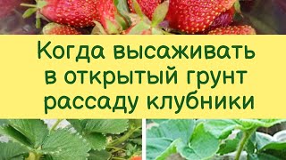 Когда нужно высаживать саженцы клубники в открытый грунт.