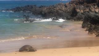 Honu Snorkeling Tours Maui