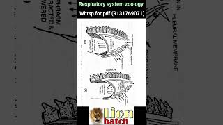 Respiration mechanism and control of breathing bsc zoology notes pdf lion batch notes knowledge adda