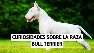 Curiosidades Sobre la Raza BULL TERRIER