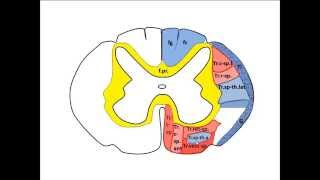 Medulla spinalis