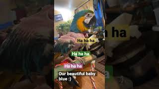 Birds evil laugh #alaska #birds #macawbird #petlover #lifewithpets #memories #rescue  #love #adopt