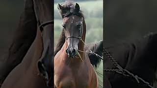 Arabian horse😍#video #shorts #horse #horses #beautiful #arabianhorse #arabian #capcut #animals