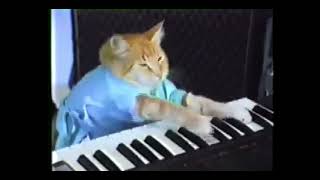 Котик играет на пианино 🎹