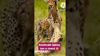 cheetal vs deer #shortsvideo #shortanimalvideo #animallover