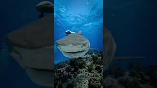 Eye to Eye with Emma!⏳🐬🦈🤿🌊#shorts #youtubeshorts #shortsfeed #shortvideo #viralvideo #trending