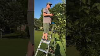 Trimming Our Apple Tree #youtubeshorts