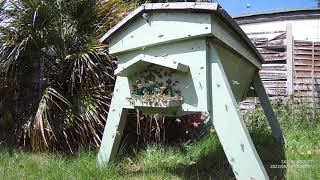 Small swarm arriving at my Top Bar Hive.