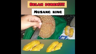 BELAH DUREN MUSANG KING