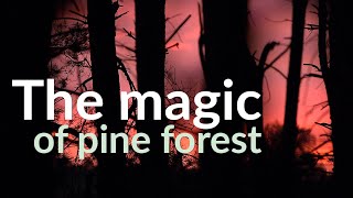 The magic of pine forest