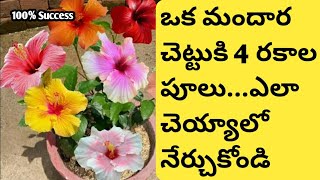 మందారం పువ్వులు ఒకే చెట్టుకి 4 రకాల పూలు పూయాలంటే ఇలా చెయ్యండి || mandaram Chettu baga peragalante