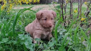 Niedlicher junger Hund sitzt im Gras und sieht sich um