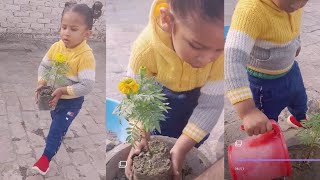 Shehzaad helping dadda planting Marigold, cleaning the mess in between & watering plants#flowers#1k