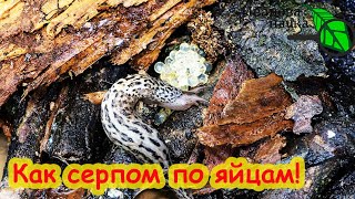 ДАЖЕ ПРИШЛЫЕ СЛИЗНИ ЛОПНУТ! Надо уничтожить яйца и не дать слизням перезимовать.