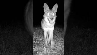 3 pack of coyotes cruising through the night #wildlife #coyote #wildlife #trailcam #orangecounty