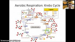 IB 2.8 & 8.2 -  Respiration Part 2