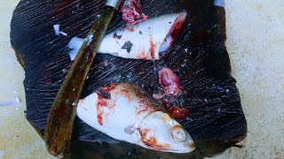 CARA YANG BENAR SIANG IKAN SUSU BUANG SISIK PAKAI PARANG || Ama swg