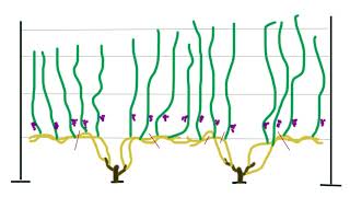 Формировка винограда. Просто и доступно.