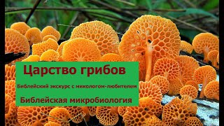 Царство грибов. Грибы и Библия. Экскурс