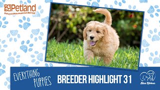 Everything Puppies - Petland Breeder Highlight 31 (2019)