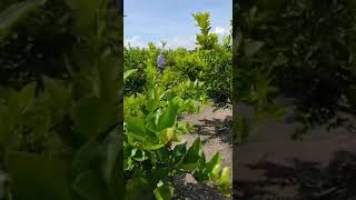 Walking on a Lime orchard, experimental, Jalisco