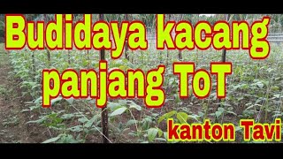 budidaya kacang panjang//cara budidaya kacang panjang/JS Pertanian