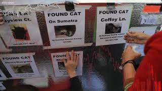 The Hunt for Fire Cats Amid Northern California Ashes