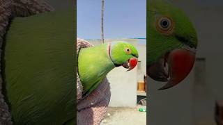 Tota Kaise Pakra 😲 Parrots Treatment | Mitthu Tota  | Talking Parrots |  Ring Neck Parrots