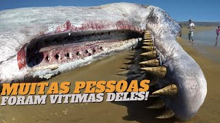 Top 10 Animais mais Perigosos do Mundo