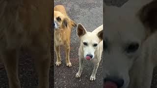 Fui imitar o cachorro e ele veio na porta do carro conferi kkkk