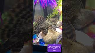 #plecostomus #viral #aquarium #freshwaterfish #fish #lifestyle