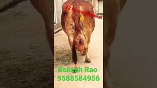 old blood line👌22ltr wali top quality👌champion🏆sahiwal cow with female calf Rakesh Rao📞9588584956👌👍