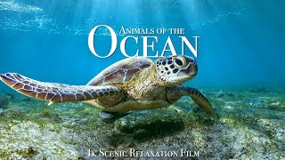 Animals of the Ocean 4K - Scenic Wildlife Film With Calming Music