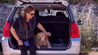 Oeste DOG Camp - Treino Canino (2)