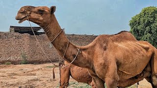 The CAMEL GIANTS of Pakistan: You’ve NEVER Seen Them This Big!