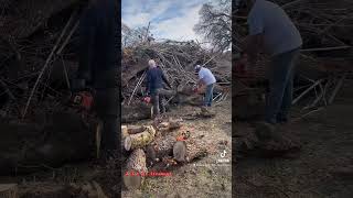 Got to play with chainsaws and get firewood